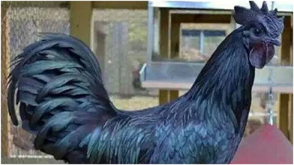 Kadaknath Chicken