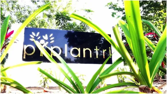 Piplantri