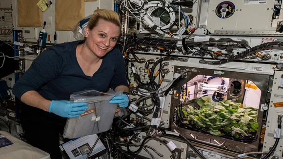Radish Crop in space