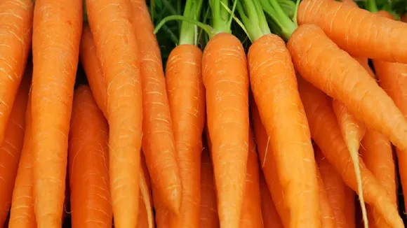 carrot