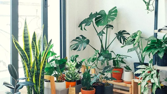 Indoor Plants