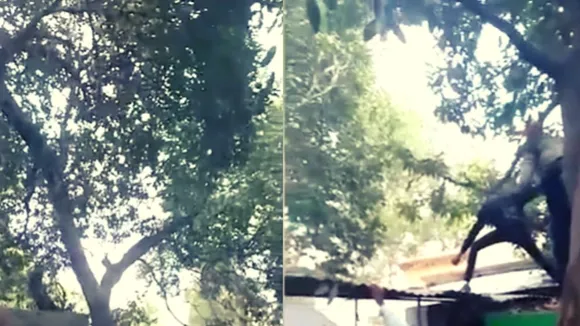 Sitapur Monkey