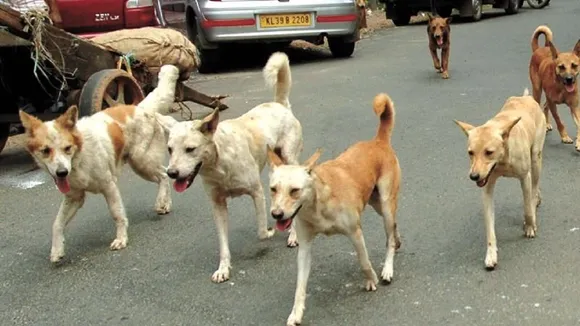 dogs
