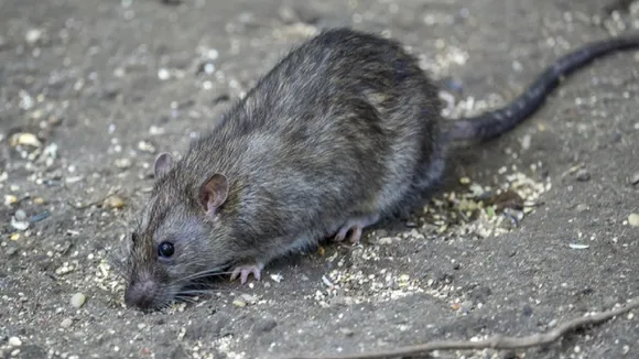 rat3