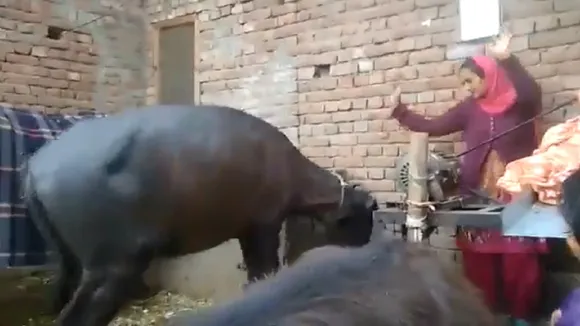 buffalo2