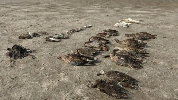 bird