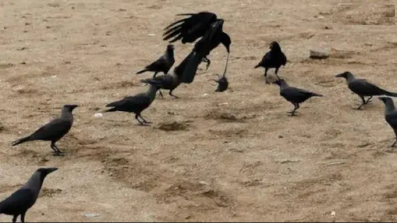 Bird Flu