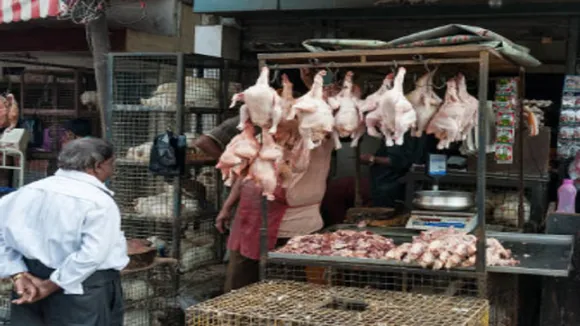 Bird Flu