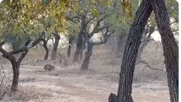 Stray Dog Fights With Lioness