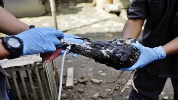 Bird flu in birds of 27 districts of Madhya Pradesh