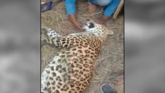 करंट लगने से तेंदुए की मौत