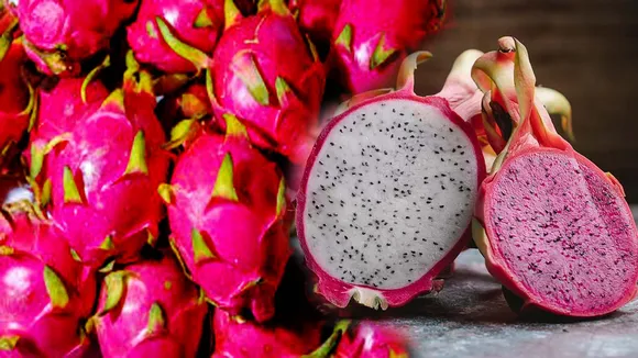 dragon fruit