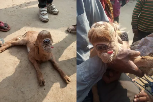 बकरी की कोख से जन्मा एक आंख वाला मेमना, लोगों ने शुरू की पूजा-अर्चना