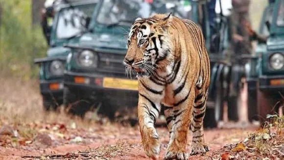 tiger