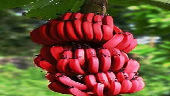 Red Banana