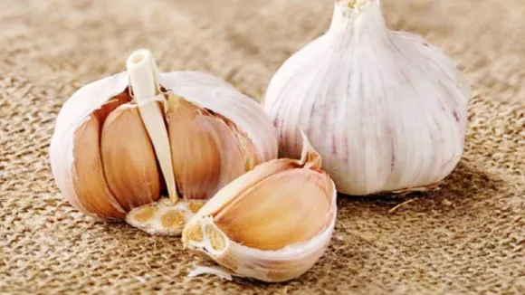 Garlic