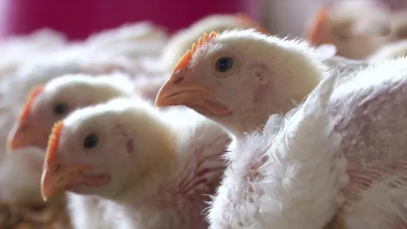 bird flu
