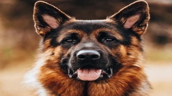 Dogs