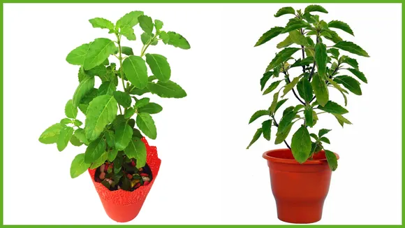 तुलसी (Tulsi)