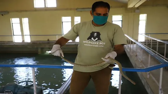 आगरा में वाटर प्लांट में घुसा सांप