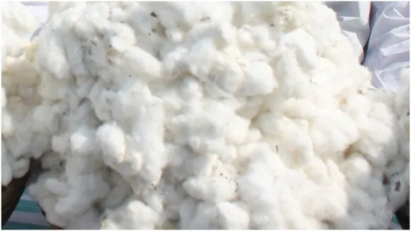Cotton Price Today