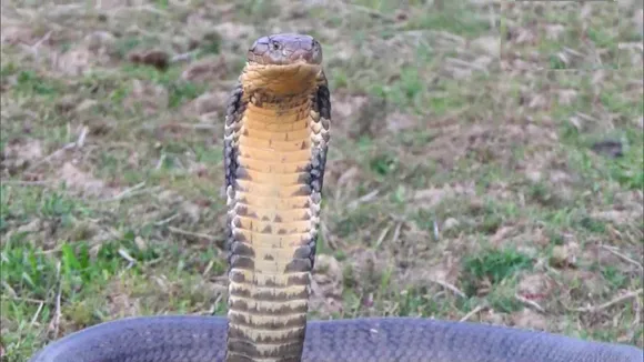 king cobra