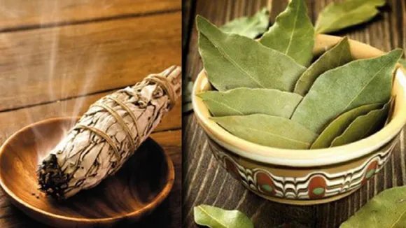 bay leaf