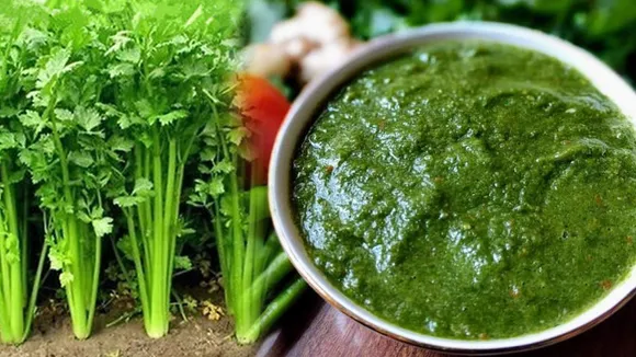 धनिया चटनी (Coriander Chutney)