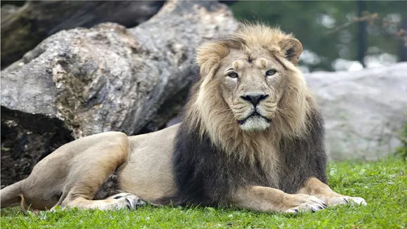 asiatic lions