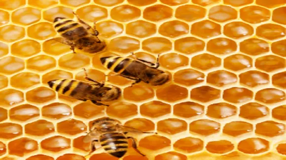Bee