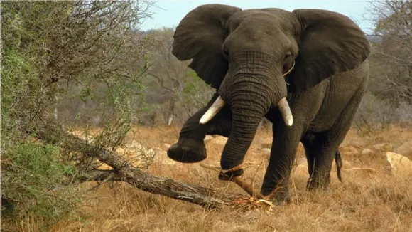 Elephant