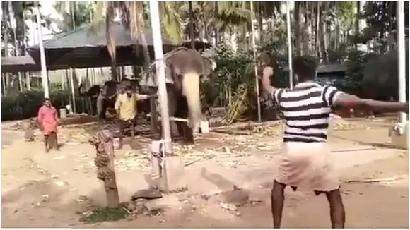 Vaughan hopes batting elephant has English passport