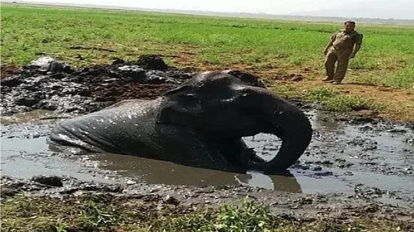 elephant stuck in mud