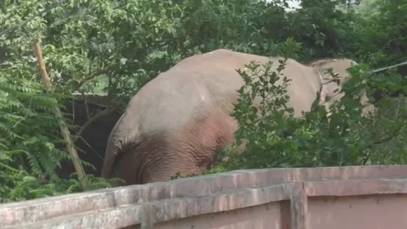 Mittu elephant