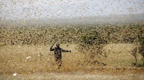Alert to farmers on grasshopper attack in Uttar Pradesh