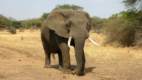 Elephant