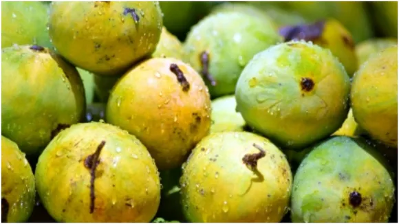 Malihabadi Mango
