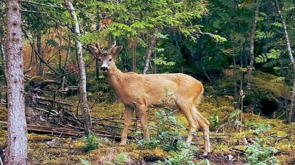 Deer hunting