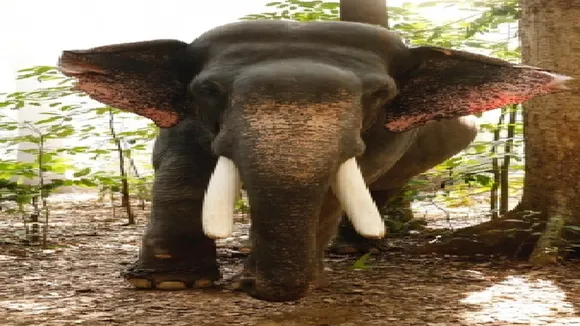 Elephant hire for marriage angry with the noise created an orgy