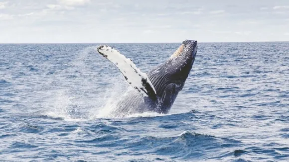 whale
