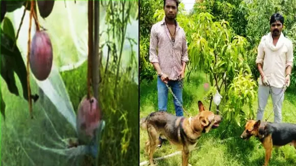 Jabalpur Mango
