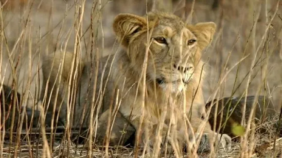 delta variant lions
