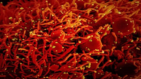 coronavirus