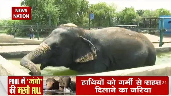 swimming pool of elephants