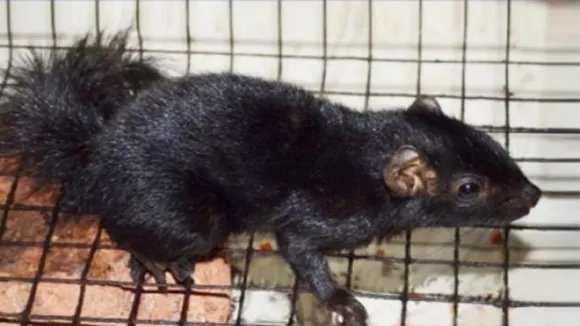 black squirre