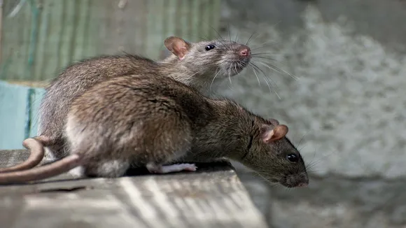 Mouse