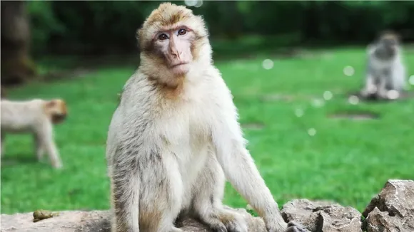 Monkey