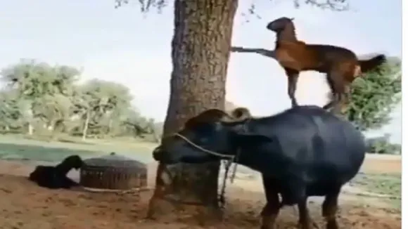 viral video