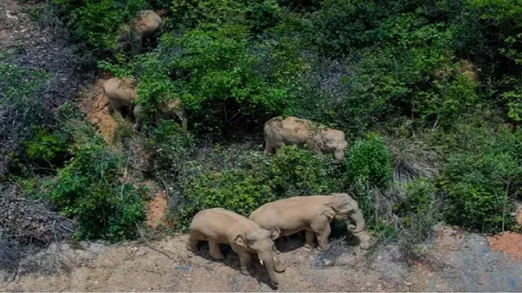 ASIAN ELEPHANTS IN CHINA