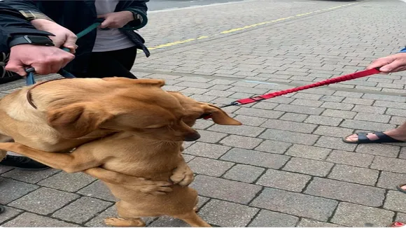 dog